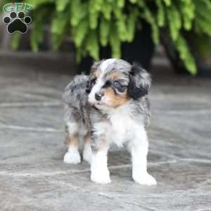 Lane, Cavapoo Puppy